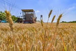 Rising fertiliser costs drive downturn in Australian wheat production